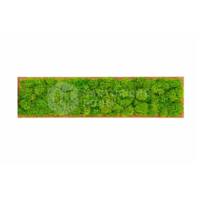 Стабилизированный мох Muratto Rectangle MUOBRECRM Reindeer Moss, 248*60*20 мм