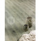 Ламинат Alsafloor Osmoze O410 Дуб Альпийский, 1286*192*8 мм