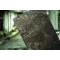 Керамогранит Seranit Fossil Brown Full Lappato, 1200*600*9 мм