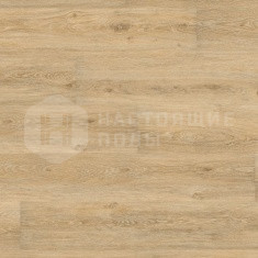 DLC 00031 Дуб Виктория Естественный