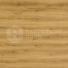 FF-1572 Дуб Монца