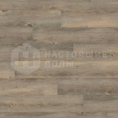 DLC00008 Сосна Тосканская Серая