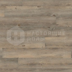 DB 00008 Сосна Тосканская Серая