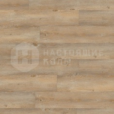 DB 00007 Сосна Тосканская