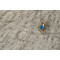 SPC плитка замковая Alpine Floor Stone Mineral Core ЕСО 4-1 Ричмонд, 609.6*304.8*4 мм